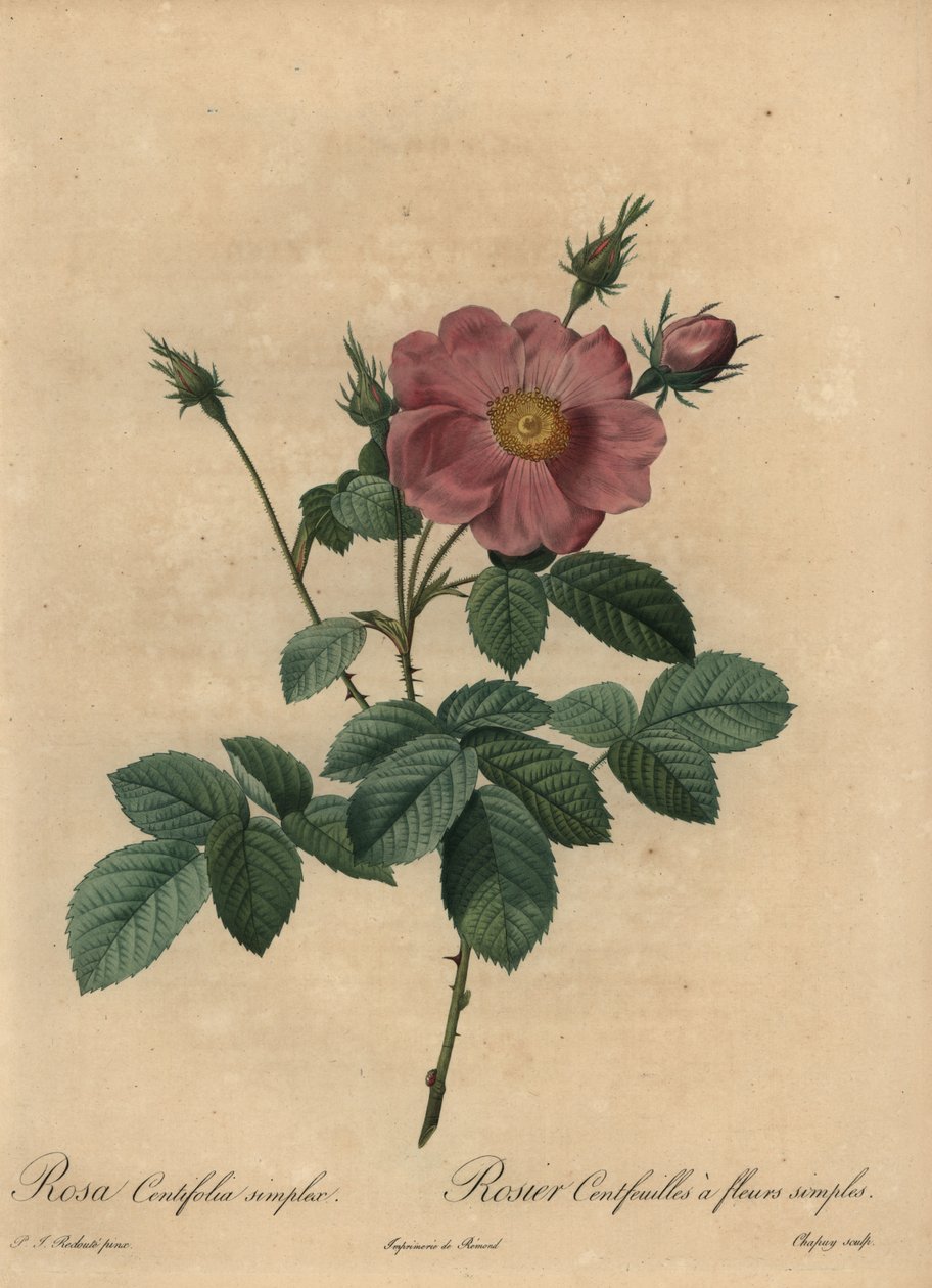 ピンクローズ（Rosa centifolia simplex）。 作： Jean-Baptiste Chapuy
