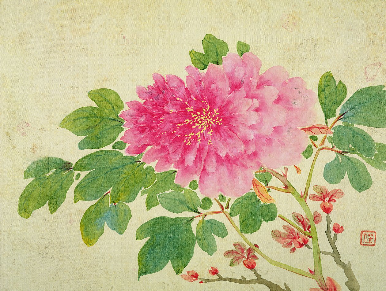 花、果物、鳥、動物の絵画のアルバムからの牡丹の絵画、c.1774（紙にトイレ） 作： 江玉
