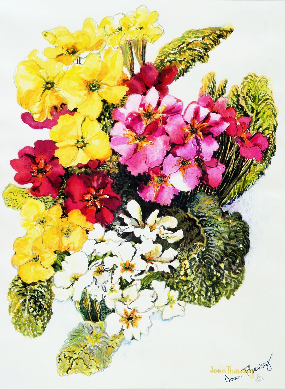 サクラソウ、白、黄色、ピンクと赤、2000、 作： Joan Thewsey