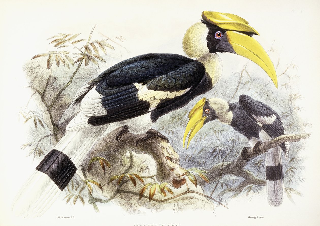 Dichocerus Bicornis、1876-1882 作： ヨハン・ジェラルド・キュールマンス