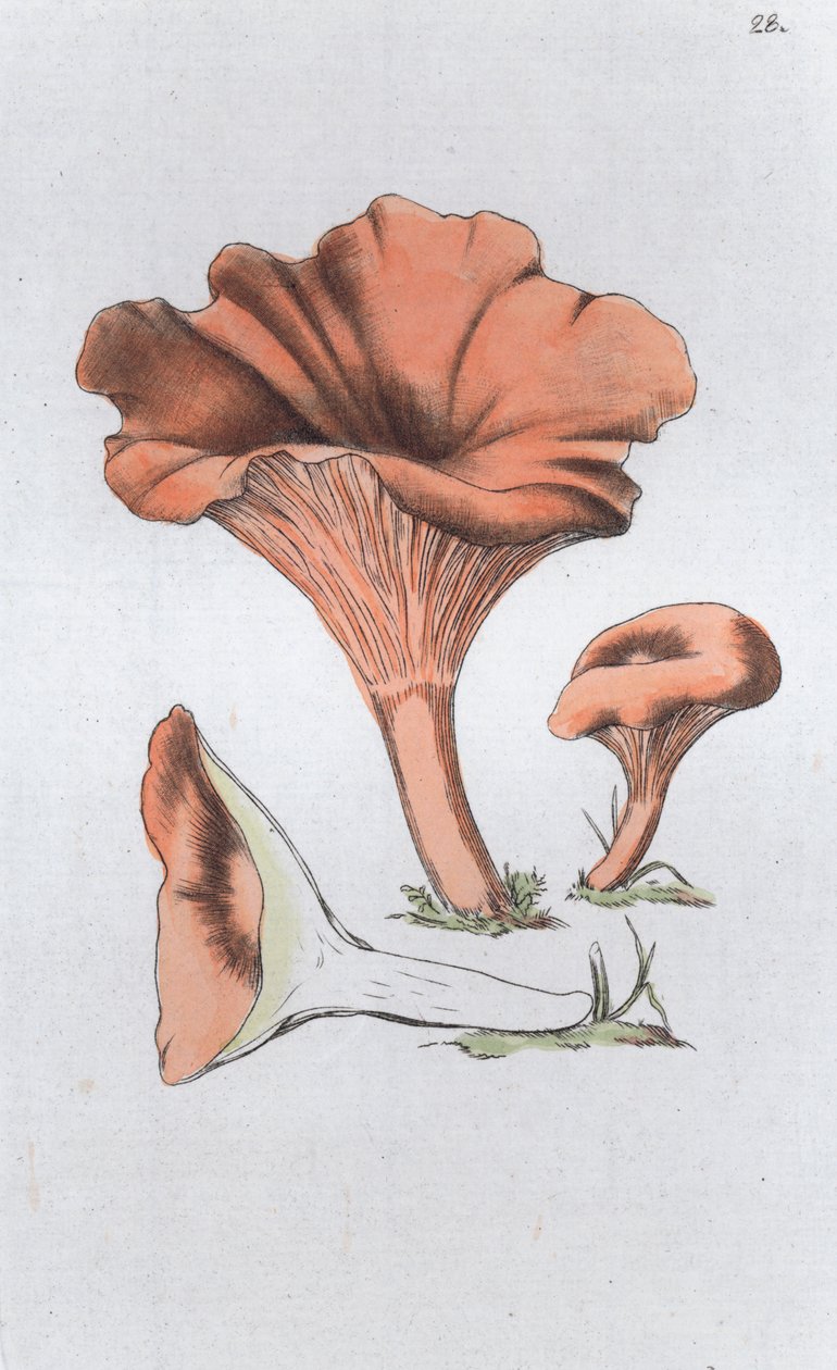 Merulius cantharellus, 1804-1811 作： Johan Wilhelm Palmstruch
