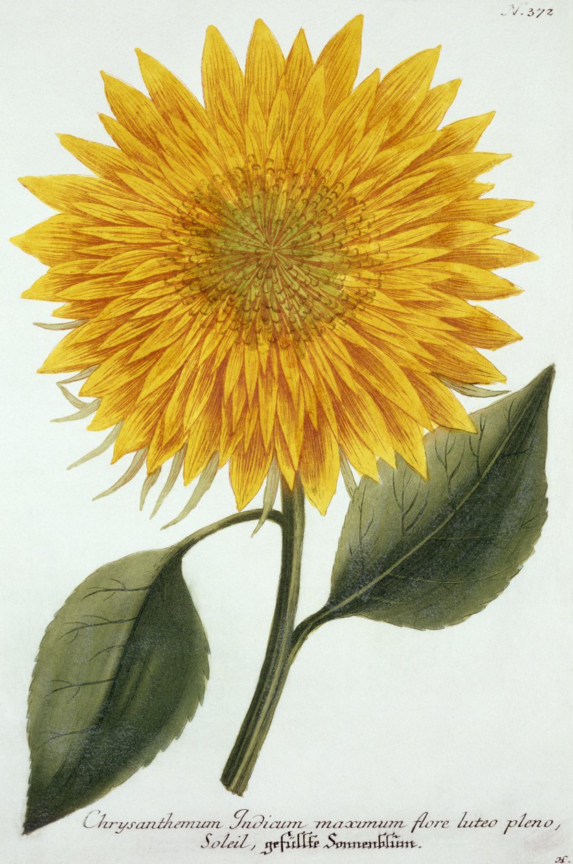 1737-45年にドイツで発行された「ピタンソザイコノグラフィック」からの菊のインディカム 作： ヨハン・ウィルヘルム・ワインマン