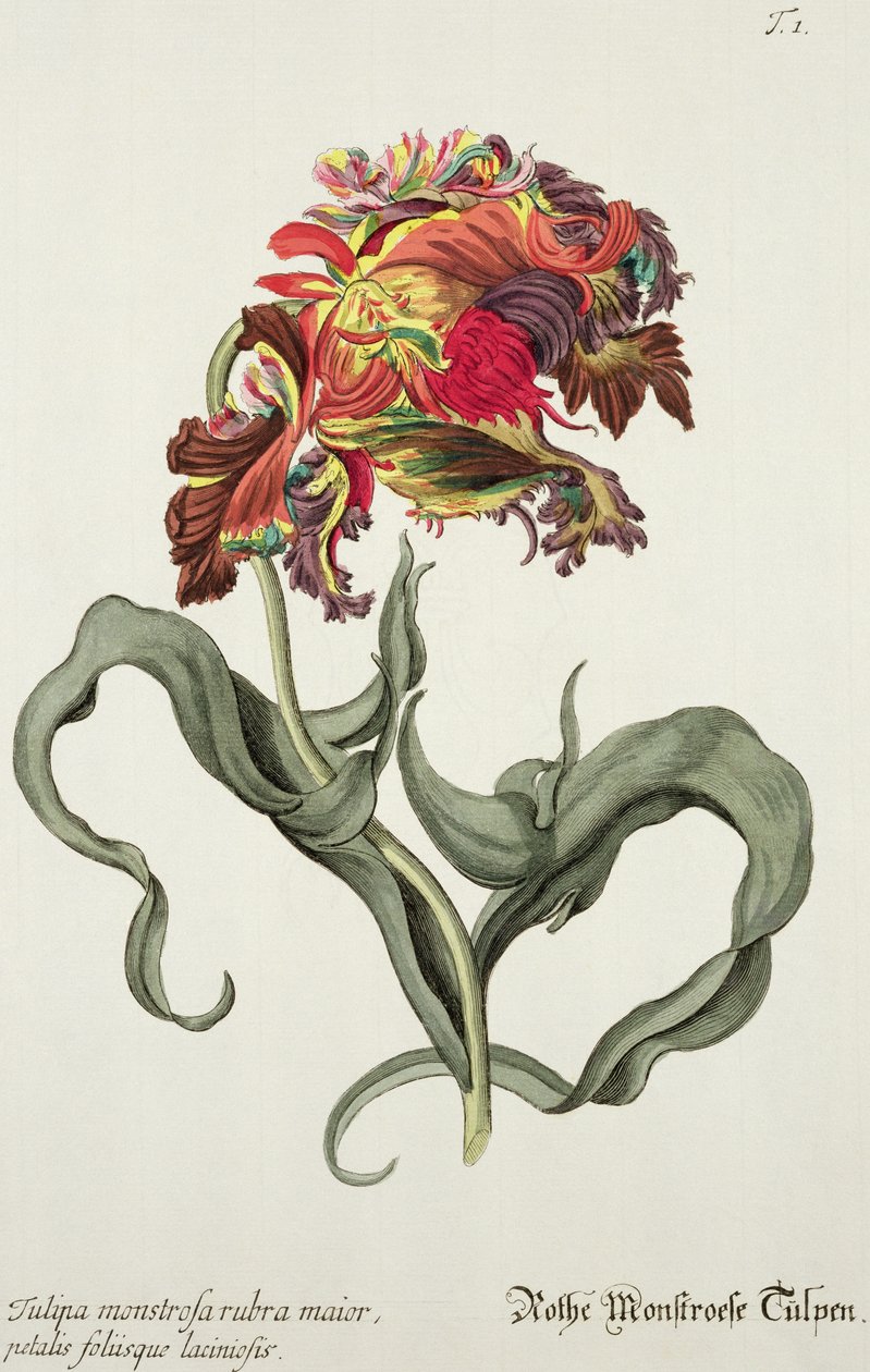 Tulipa Monstrosa Rubra Maiorの「Phythanthoza Iconographica」（ドイツ、1737-45） 作： ヨハン・ウィルヘルム・ワインマン