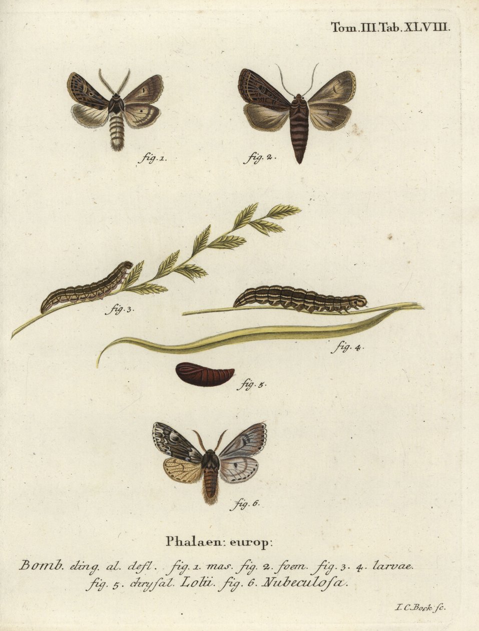Feathered gothic and Rannoch sprawler moths. 作： ヨハンカールボック