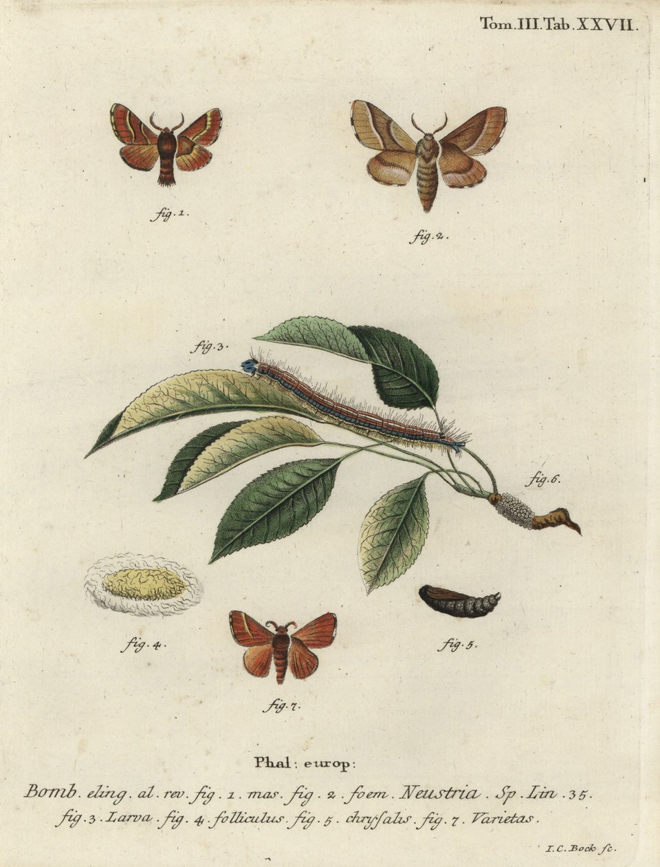 Lackey moth, Malacosoma neustria. 作： ヨハンカールボック