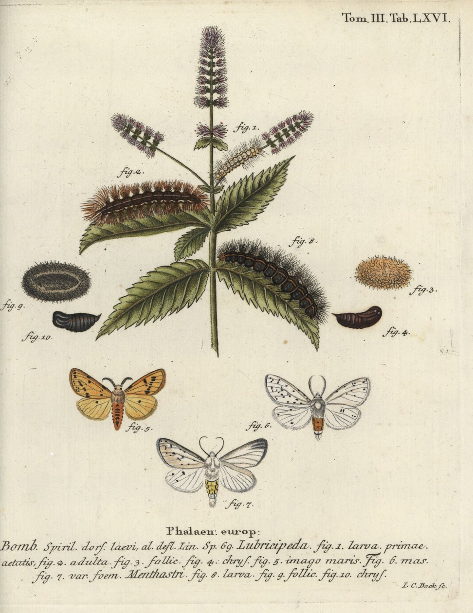 ホワイト・エルミン（Spilosoma lubricipeda）。 作： ヨハンカールボック