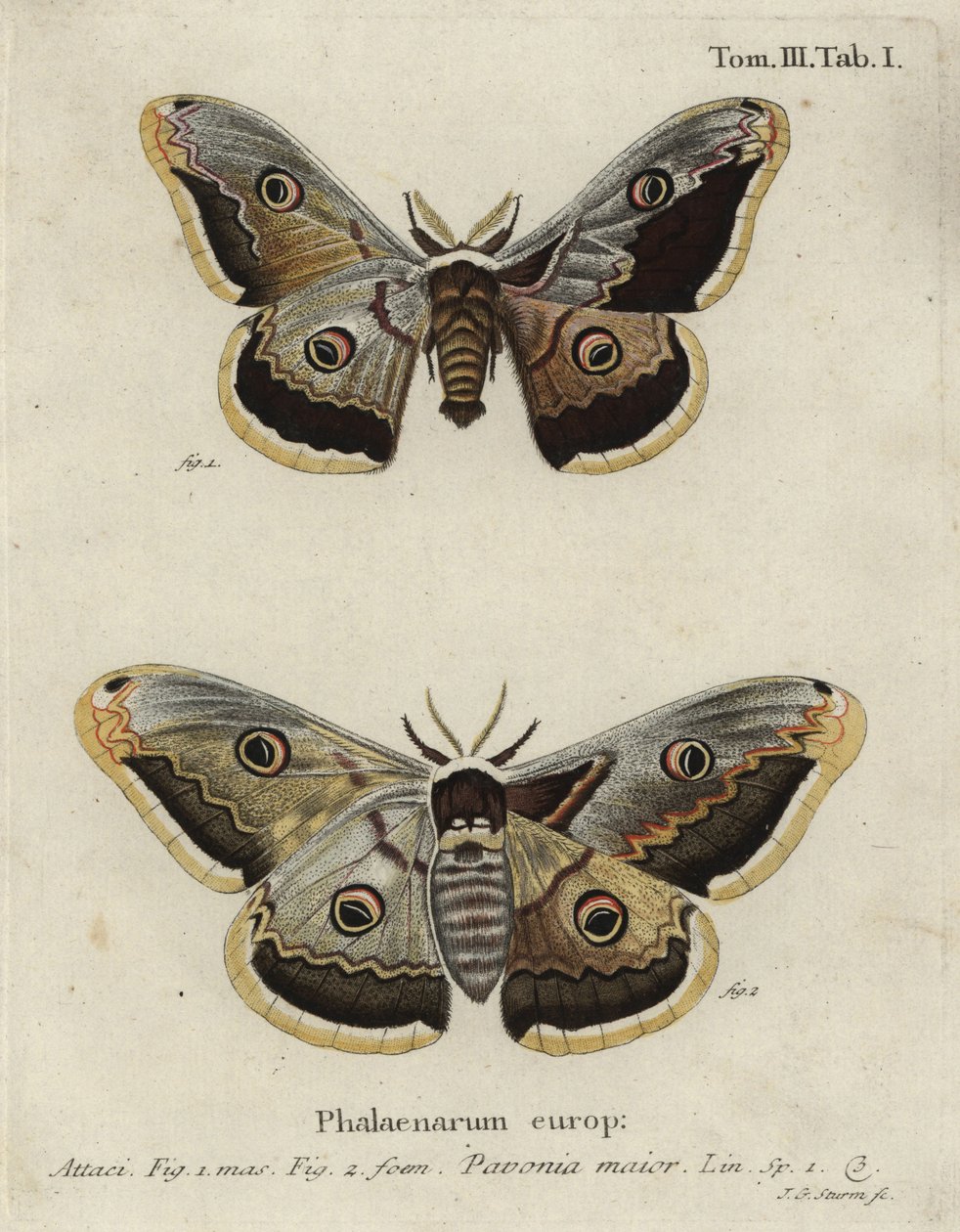 エンペラー・モス（Saturnia pavonia）。 作： ヨハン・ゲオルク・クリンガー