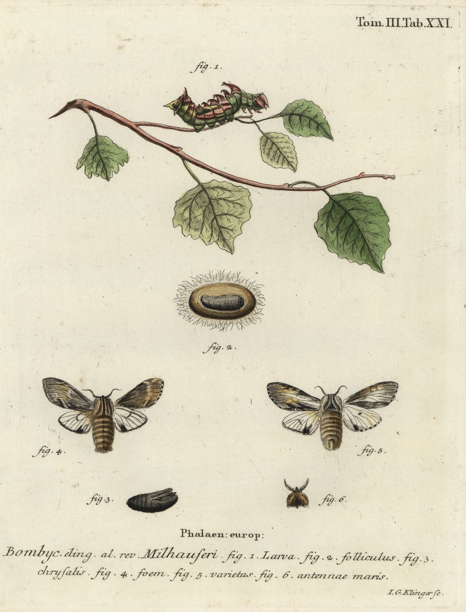 Tawny prominent moth, Harpyia milhauseri. 作： ヨハン・ゲオルク・クリンガー