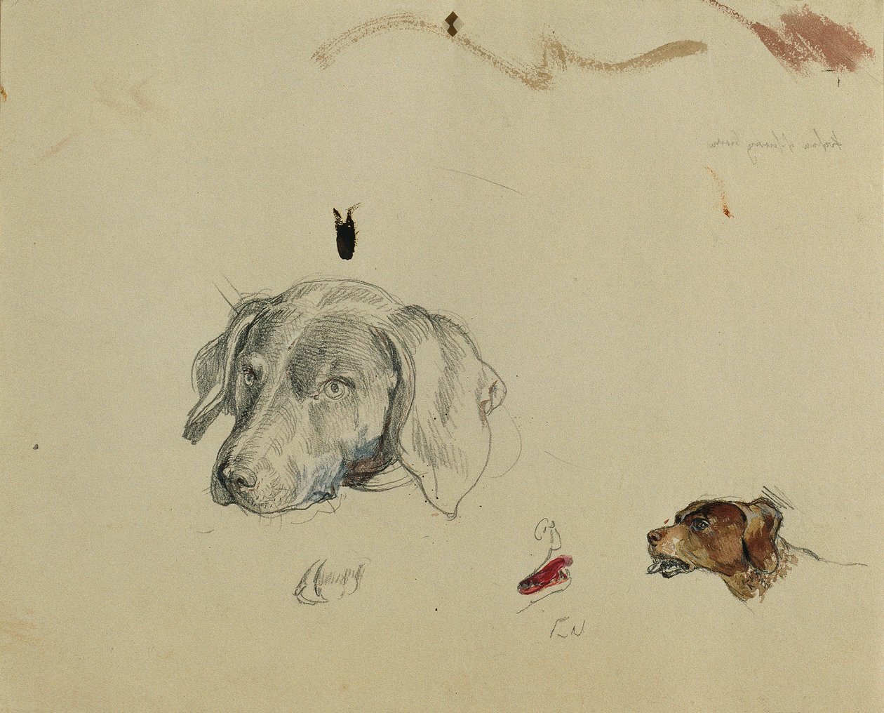 犬の研究 作： ヨハン・ペーター・クラフト