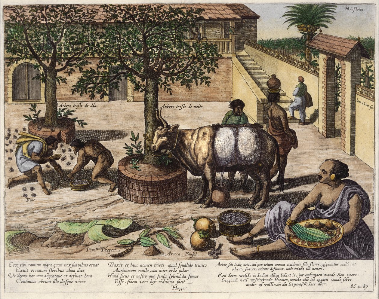 インドの農産物、「Jan Huyghen van Linschoten、彼の東と西インドへの航海の談話」の挿絵、1579-92（カラー彫刻） 作： ヨハネス・バプティスタ・ファン・ドテクトゥム・ザ・ヤング