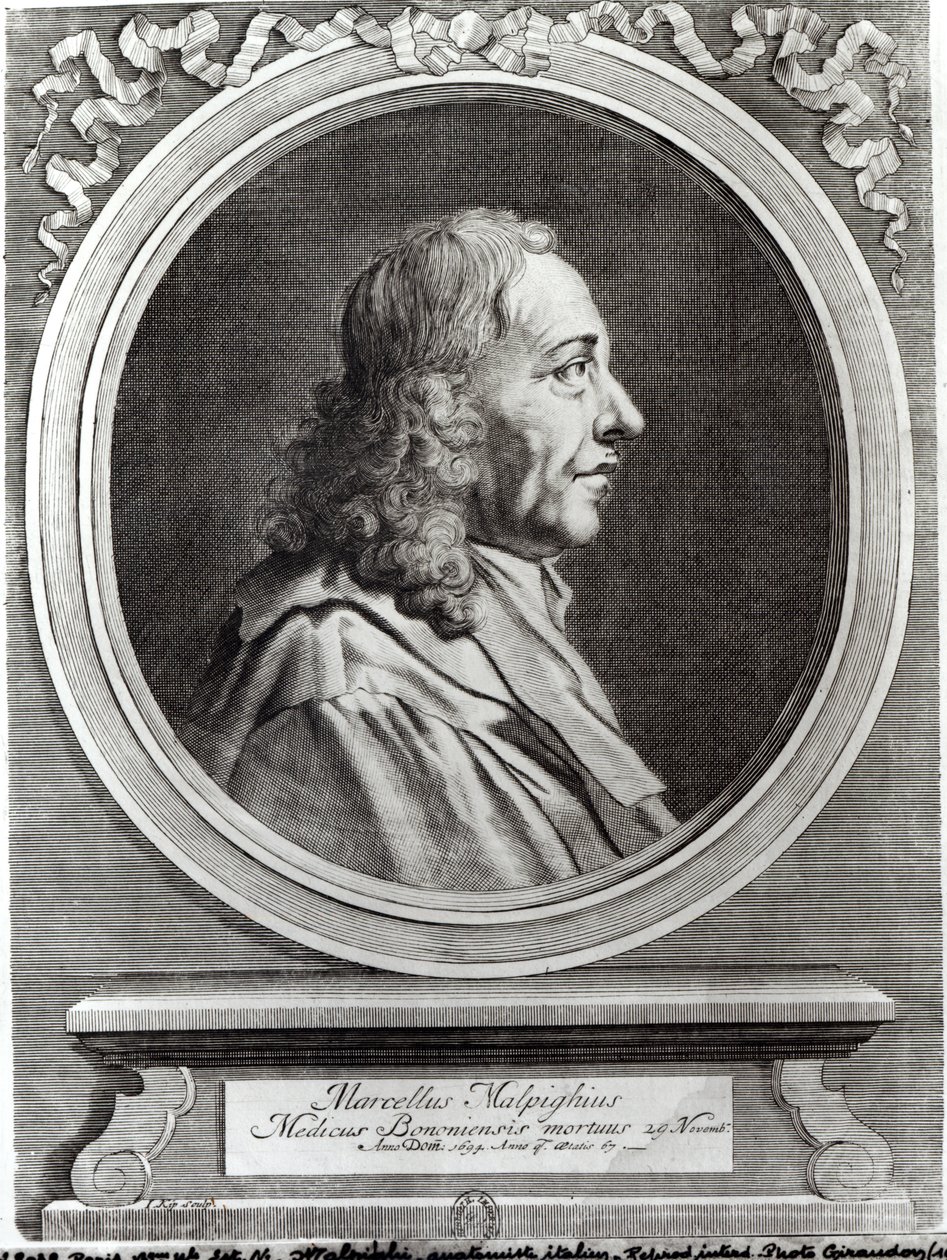 マルチェロ・マルピギ（1628-94）67歳、1694 作： ヨハネス・キップ