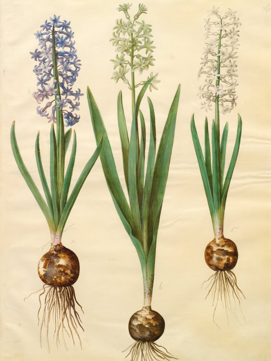 Hyacinthoides orientalis simp et pl 作： ヨハネス・サイモン・ホルツベッチャー