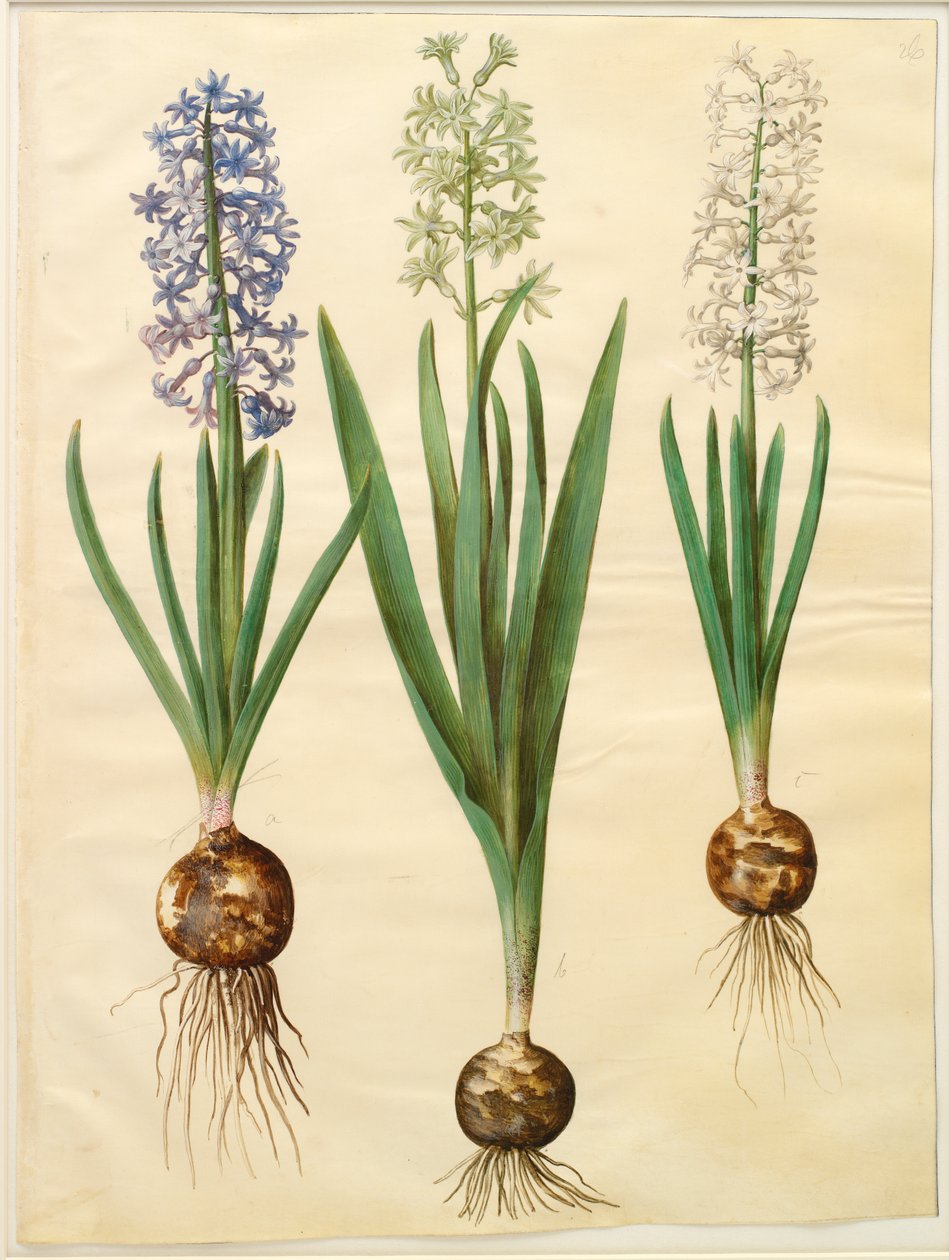 Hyacinthoides orientalis simp et pl 作： ヨハネス・サイモン・ホルツベッカー
