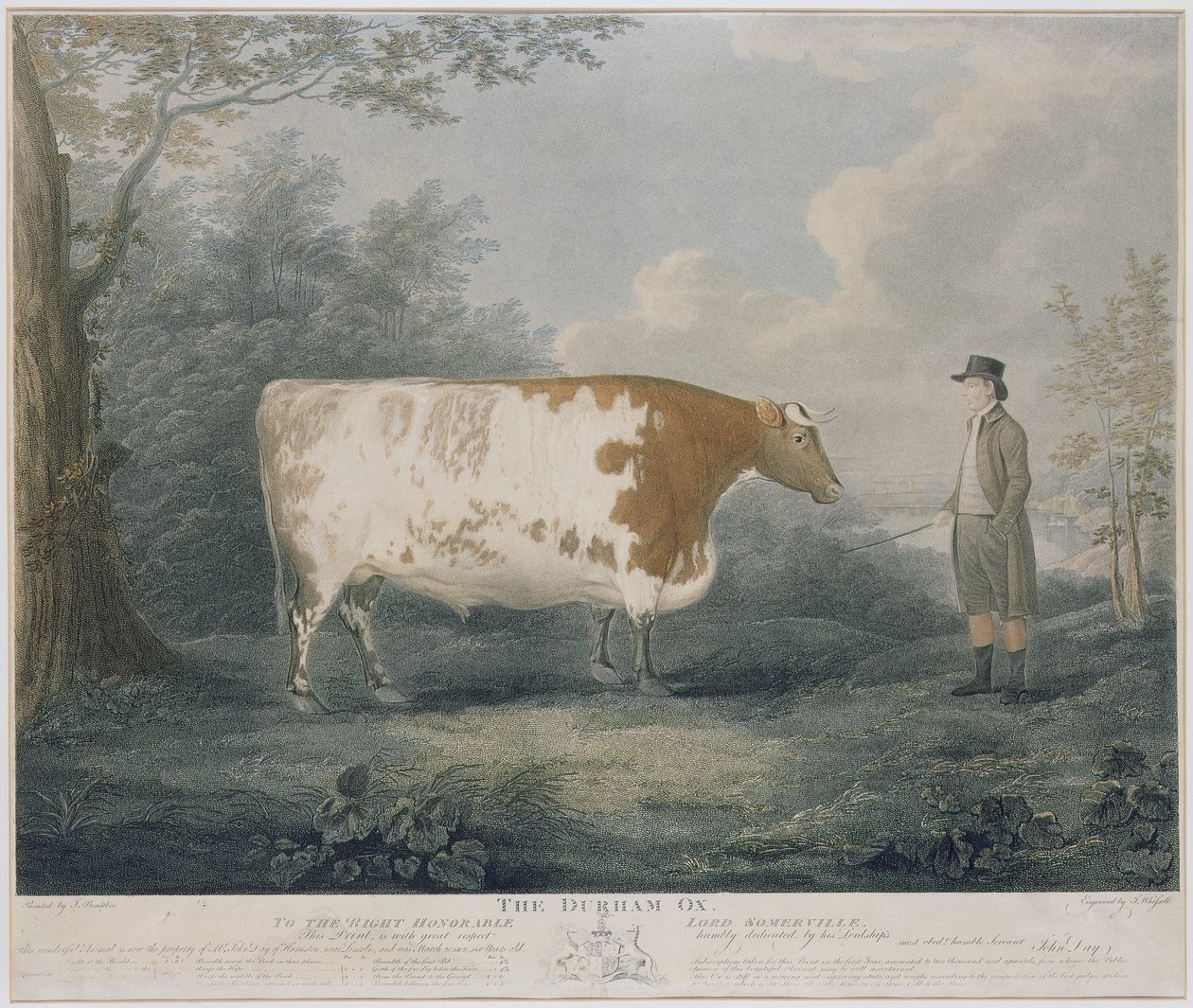 J.ウェッセルによって刻まれたダーラム牛、1802年（カラー彫刻） 作： ジョン・ボールトビー