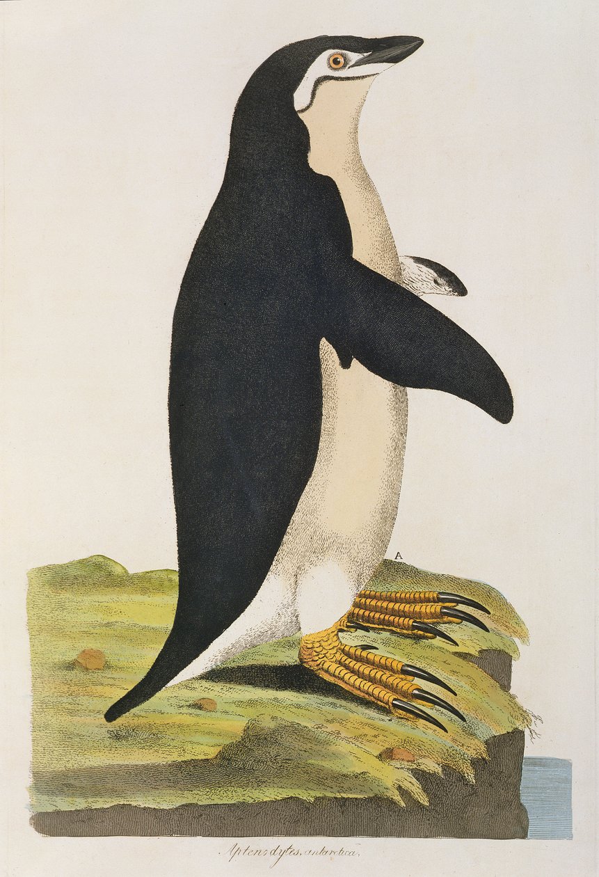 「Aptenodytes Antarctica」、「Cimelia Physica」のイラスト。珍しくて奇妙な四足動物、鳥の姿...」1796年に出版された（手彩色の彫刻） 作： ジョン・フレデリック・ミラー