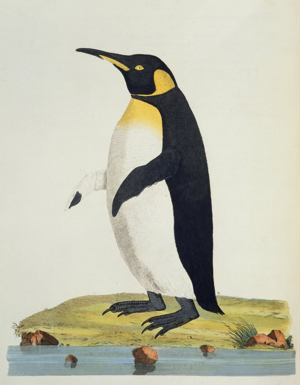 「Aptenodytes Patagonica」、「Cimelia Physica」のイラスト。珍しくて奇妙な四足動物、鳥の姿...」1796年に出版された（手彩色の彫刻） 作： ジョン・フレデリック・ミラー