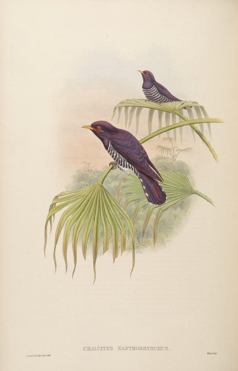 カルサイトのxanthorhynchus = Chrysococcyx xanthorhynchus 作： ジョン・グールド