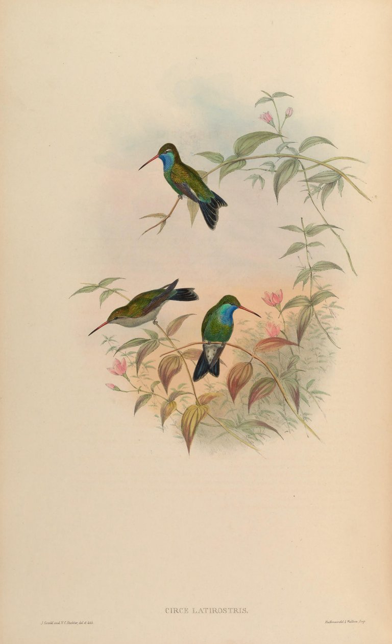Circe latirostris = Cynanthus latirostris 作： ジョン・グールド