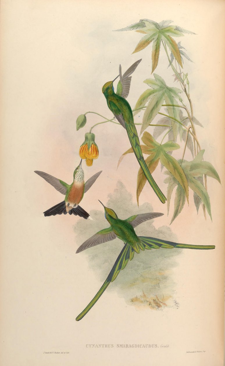 Cynanthus smaragdicaudus = Aglaiocercus kingi smaragdinus 作： ジョン・グールド