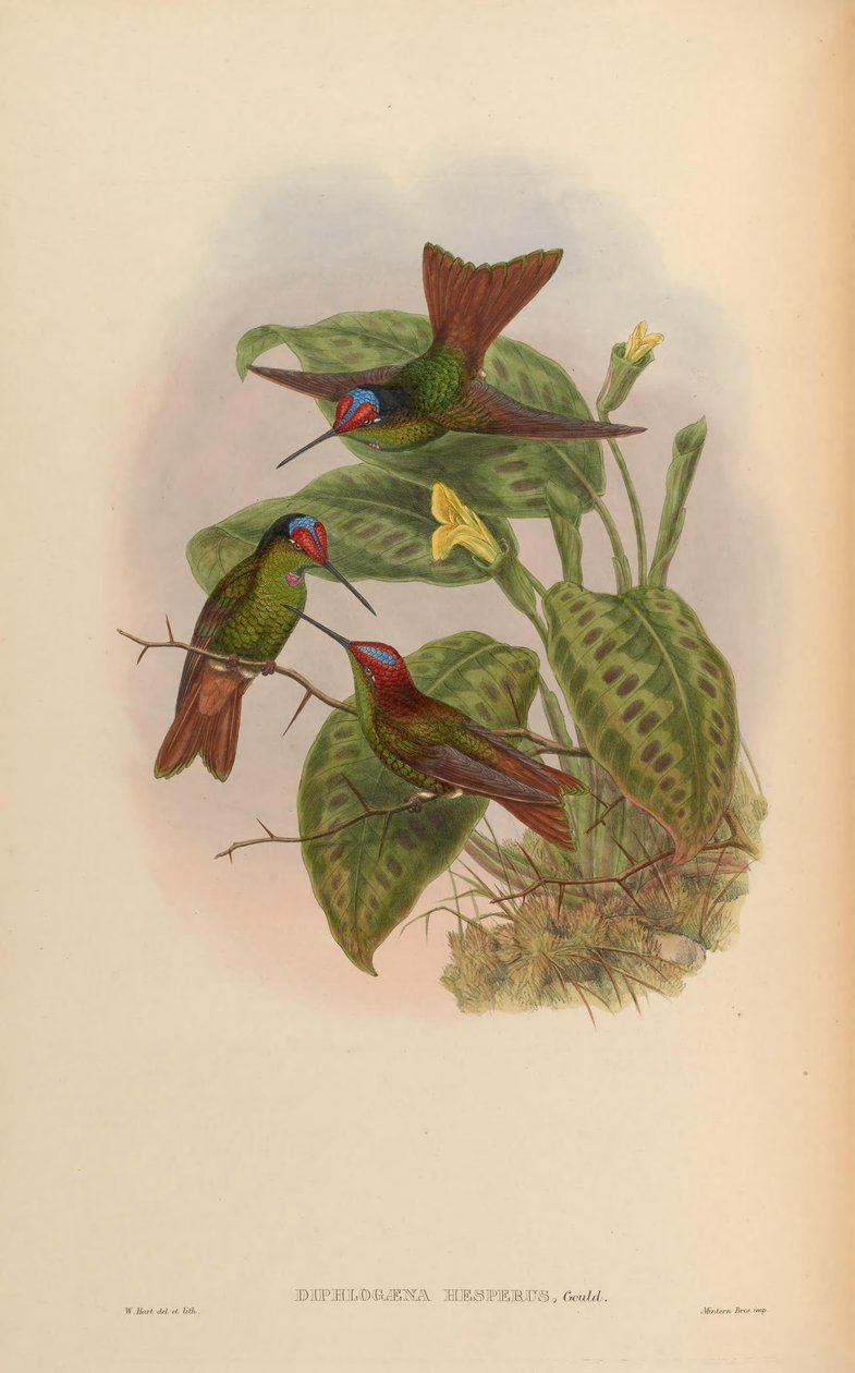 Diphlogaena hesperus = Coeligena iris hesperus 作： ジョン・グールド