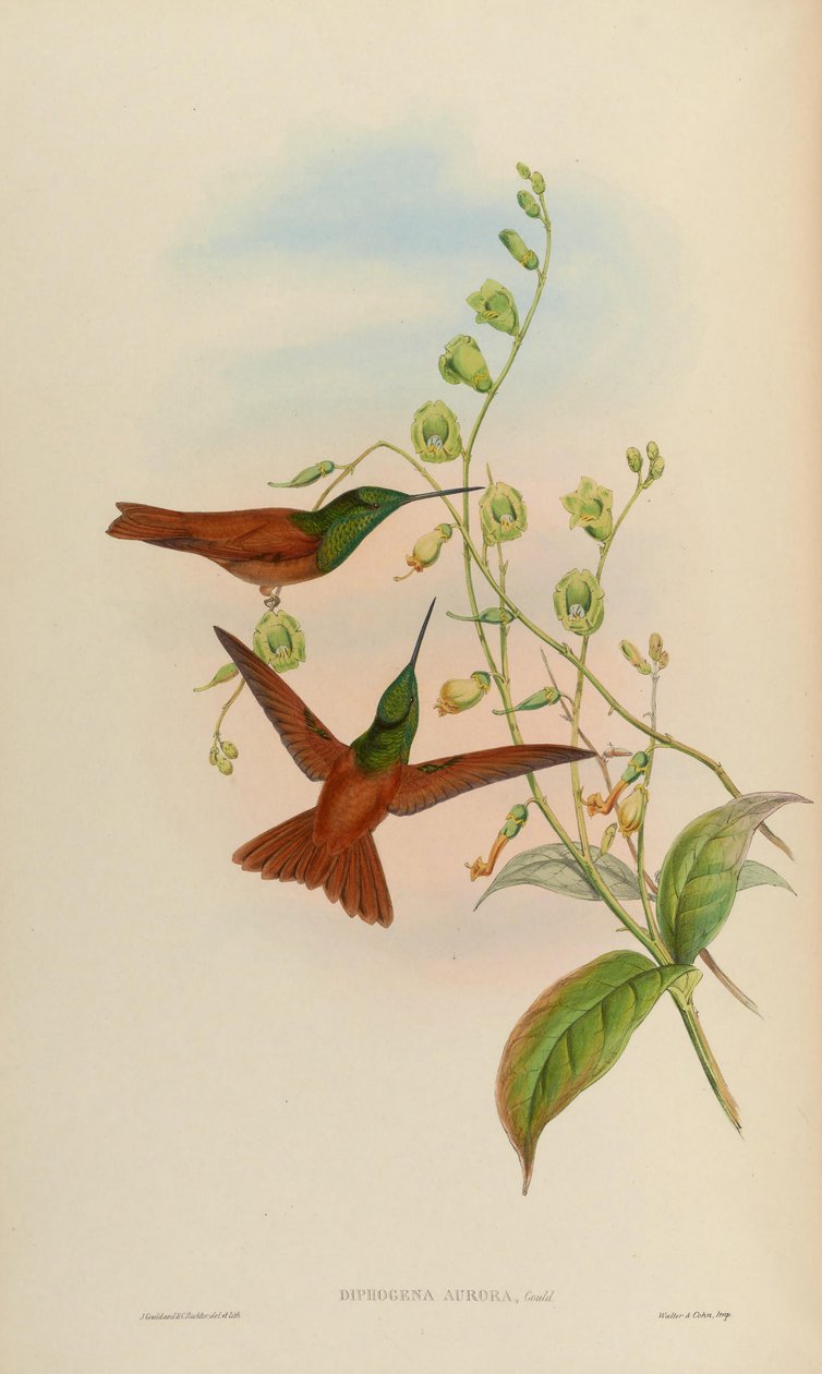 Diphogena aurora = Coeligena iris aurora 作： ジョン・グールド