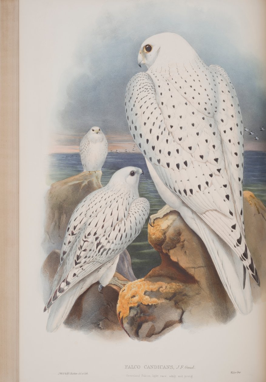 グリーンランドファルコン、ジョングールド作「イギリスの鳥」のプレート、1862〜73年公開（手彩色のリソ） 作： ジョン・グールド