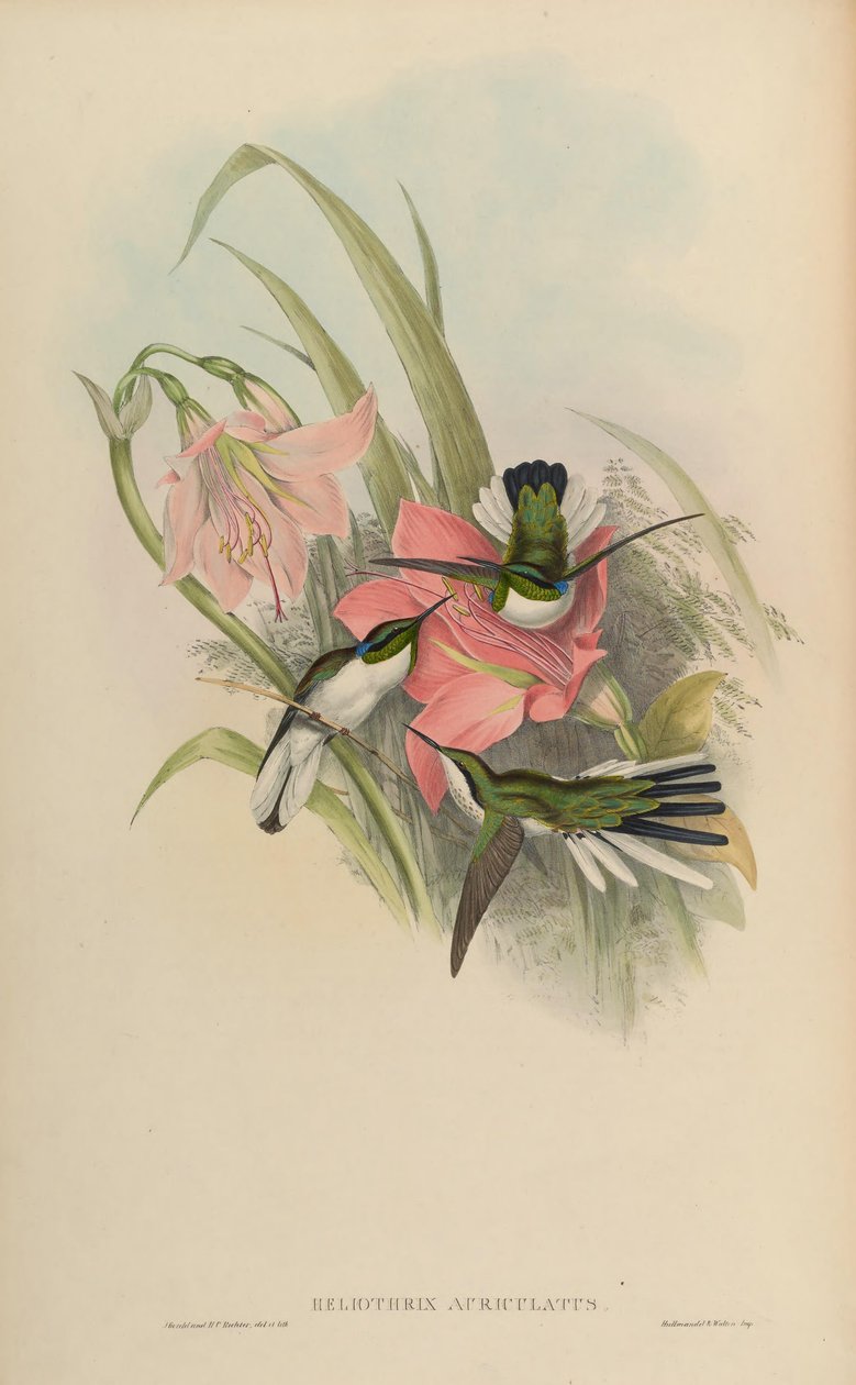 Heliothryx auriculata = Heliothryx aurita auriculata 作： ジョン・グールド