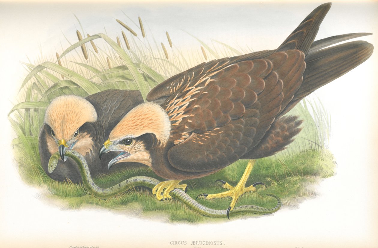 イギリスの鳥からジョングールドによって描いたサーカスのAeruginosus（マーシュ・ハリアー）のイラストを公開 作： ジョン・グールド