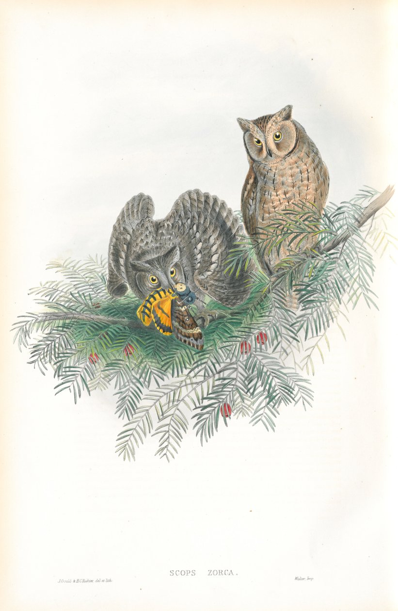Scops Zorca（Scops Eared Owl）のイラスト 作： ジョン・グールド