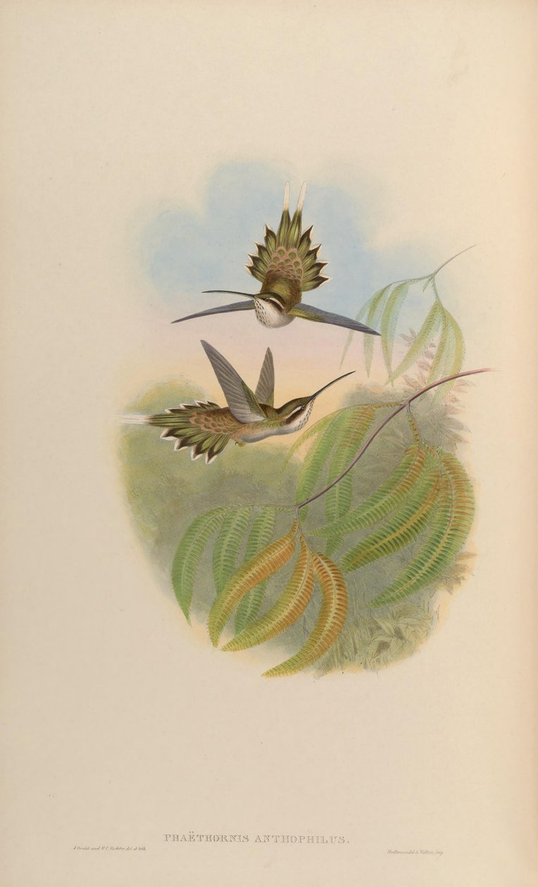 Phaethornis anthophilus 作： ジョン・グールド