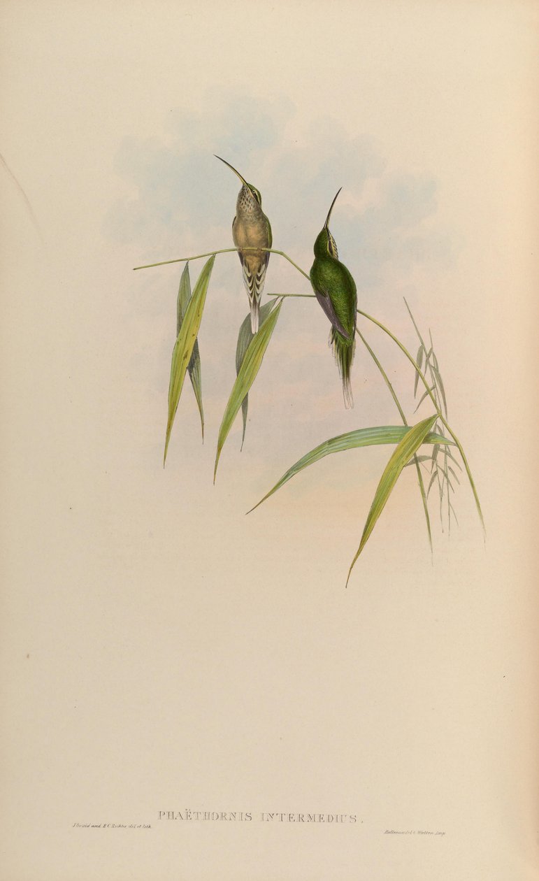 Phaethornis intermedius = Phaethornis squalidus 作： ジョン・グールド
