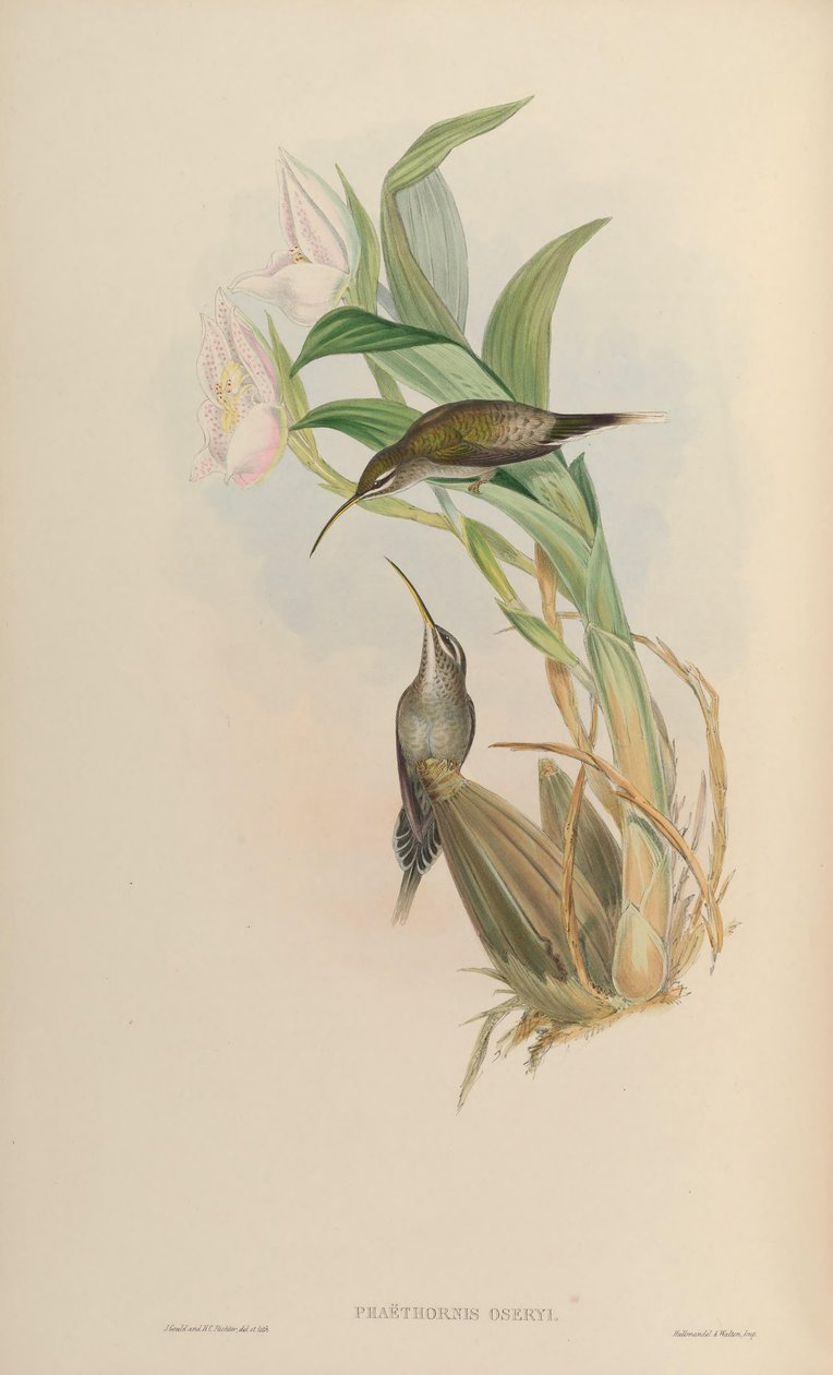 Phaethornis oseryi = Phaethornis hispidus 作： ジョン・グールド