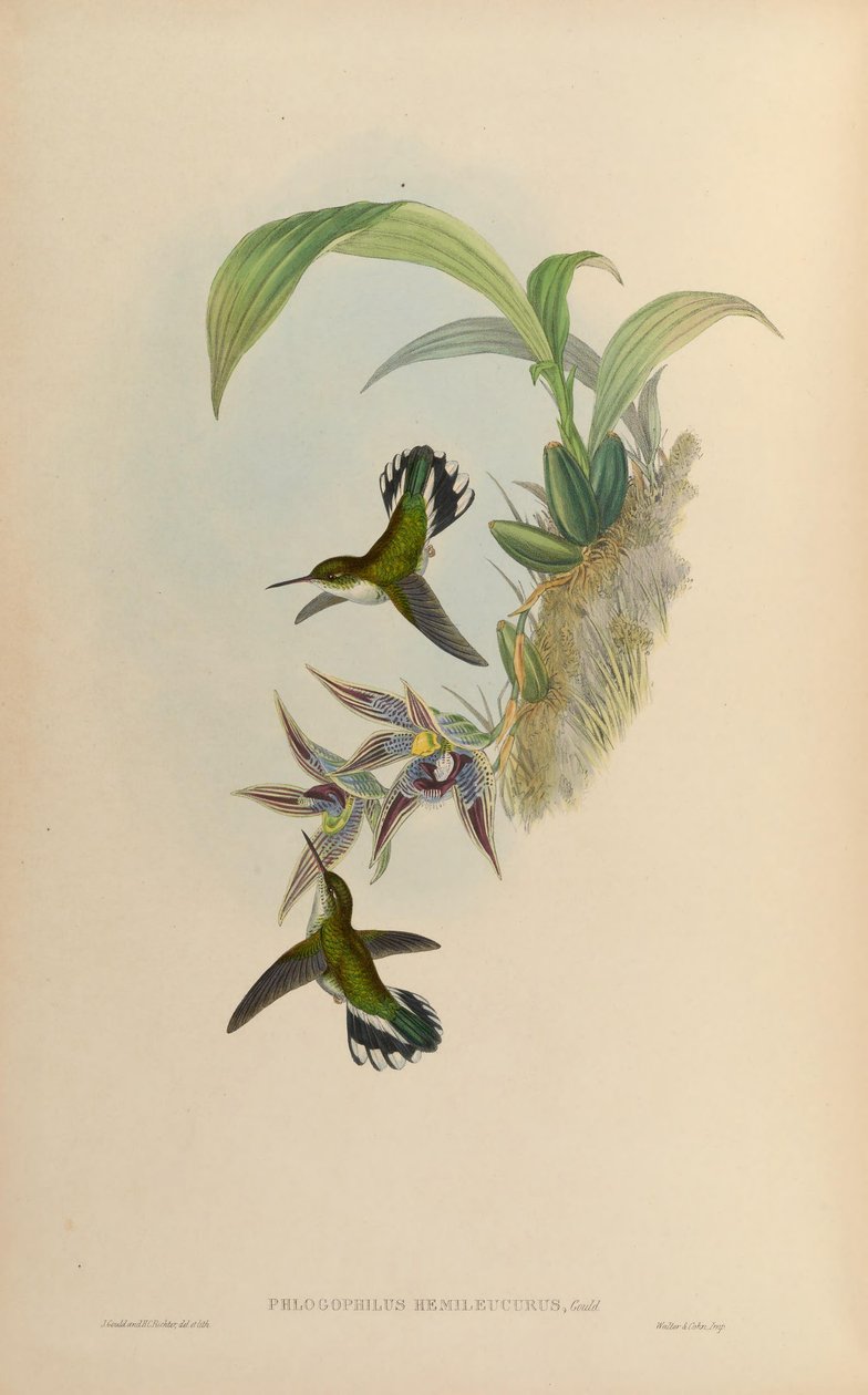 Paphinia cristata（蘭）のPhlogophilus hemileucurus 作： ジョン・グールド