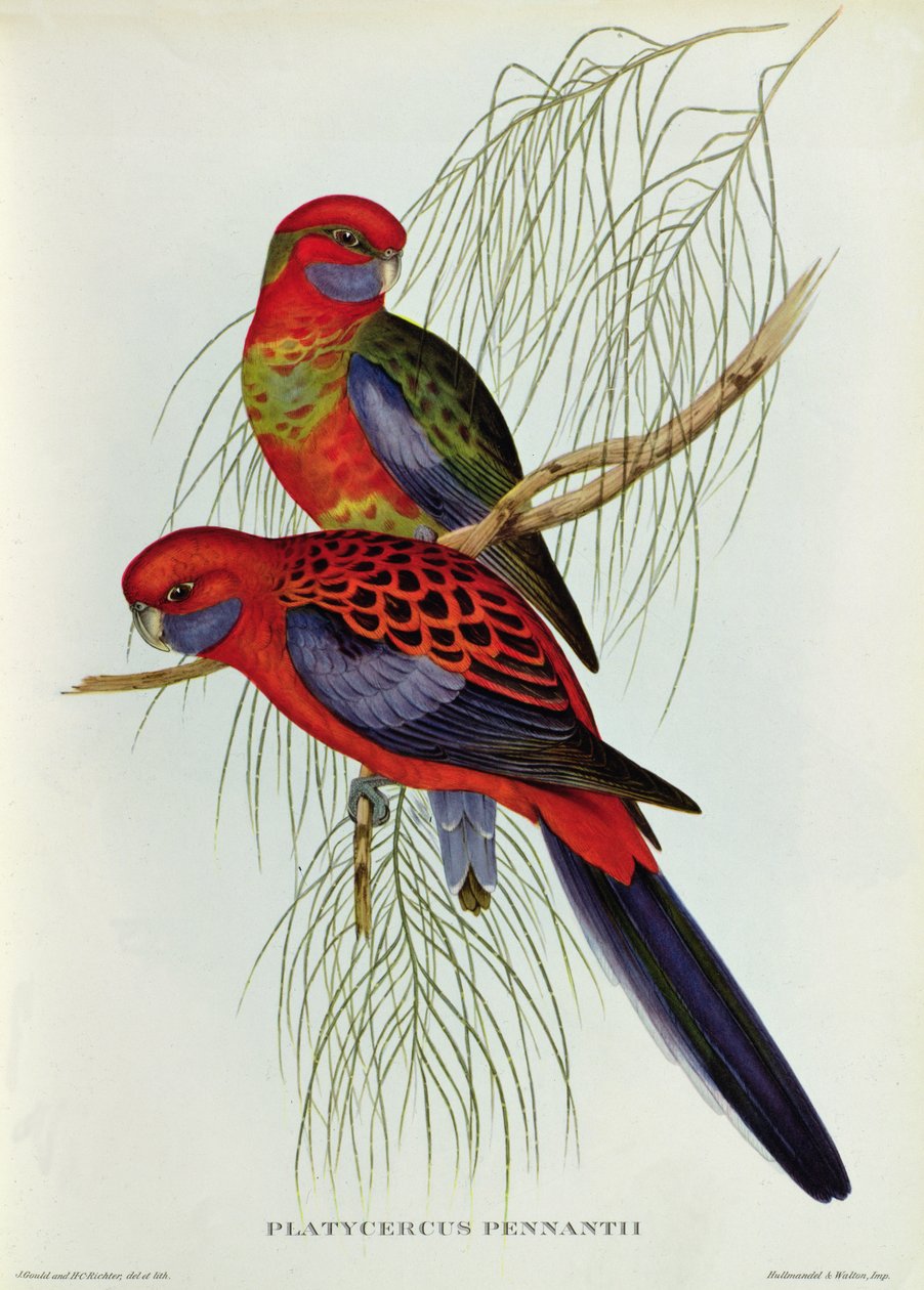 Platycercus Pennantii 作： ジョン・グールド