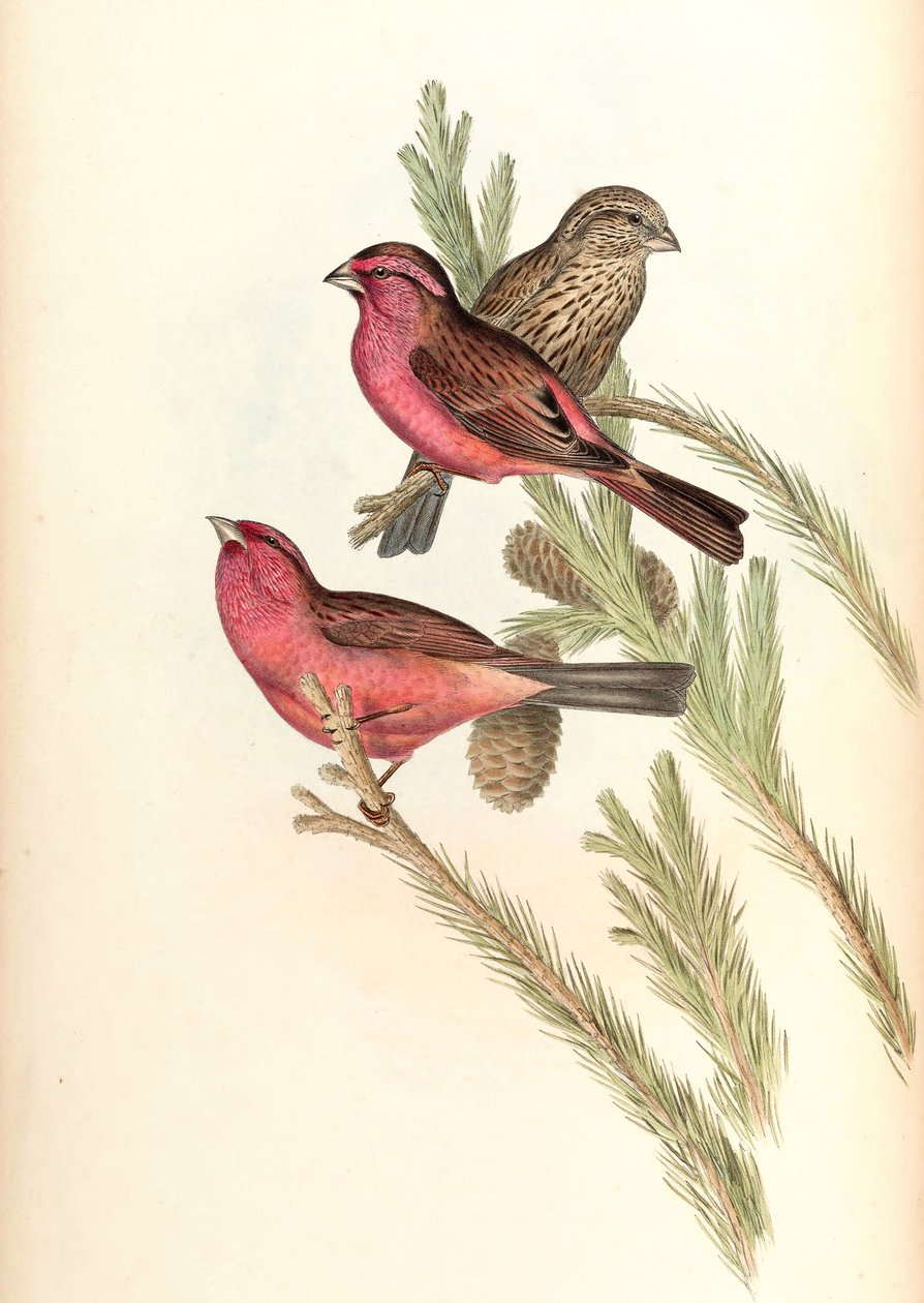 赤で覆われたローズフィンチ（Blyth&39;s Rosefinch）Carpodacus rhodochlamys Blyth 作： ジョン・グールド