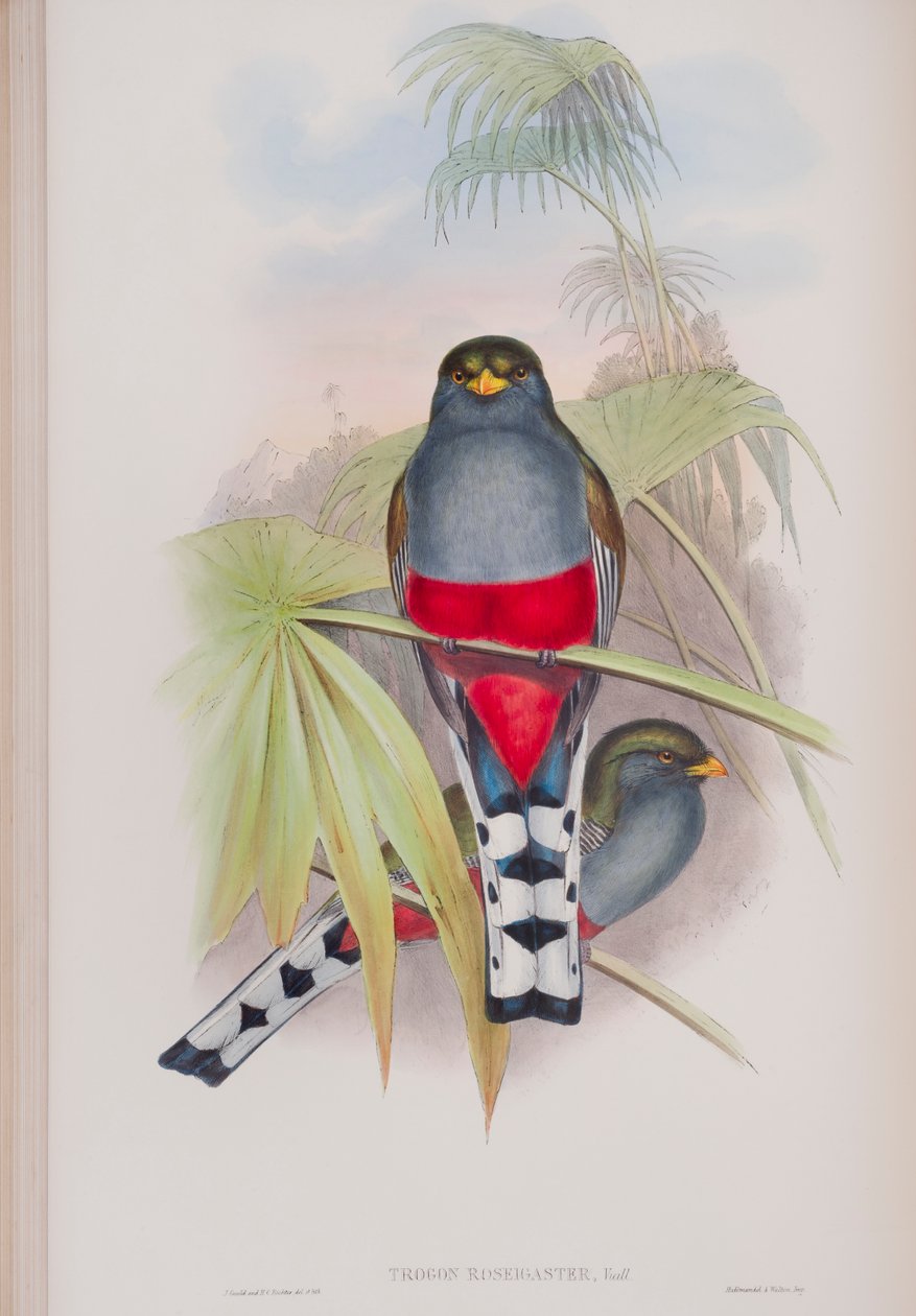 Trogon Roseigaster、ジョングールド作「英国の鳥」のプレート、1862〜73年公開（手塗りのリソ） 作： ジョン・グールド