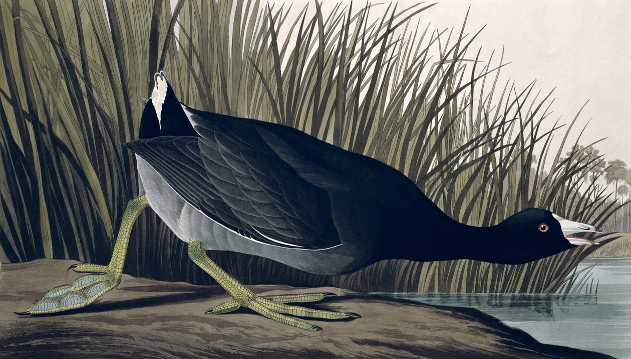 アメリカンクーツ、「Birds of America」より、1835 作： ジョン・ジェームス・オーデュボン