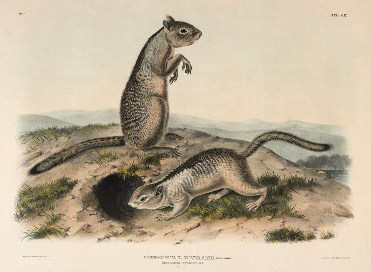 Douglasses Spermophile（Spermophillus Douglassii）、1844（ハンドリトグラフ） 作： ジョン・ジェームス・オーデュボン