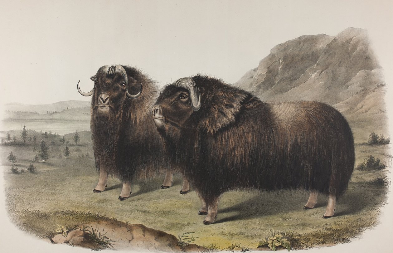 プレート111。OvibusMoschatus、Gmel。ムスクオックス、1848年（手織り＆カラー印刷の平版織り紙） 作： ジョン・ジェームス・オーデュボン