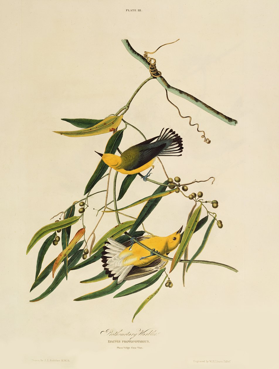 ウィリアムホームトカゲ（1788-1859）によって刻まれた「アメリカの鳥」からのプロトノタリーワーブラー 作： ジョン・ジェームス・オーデュボン