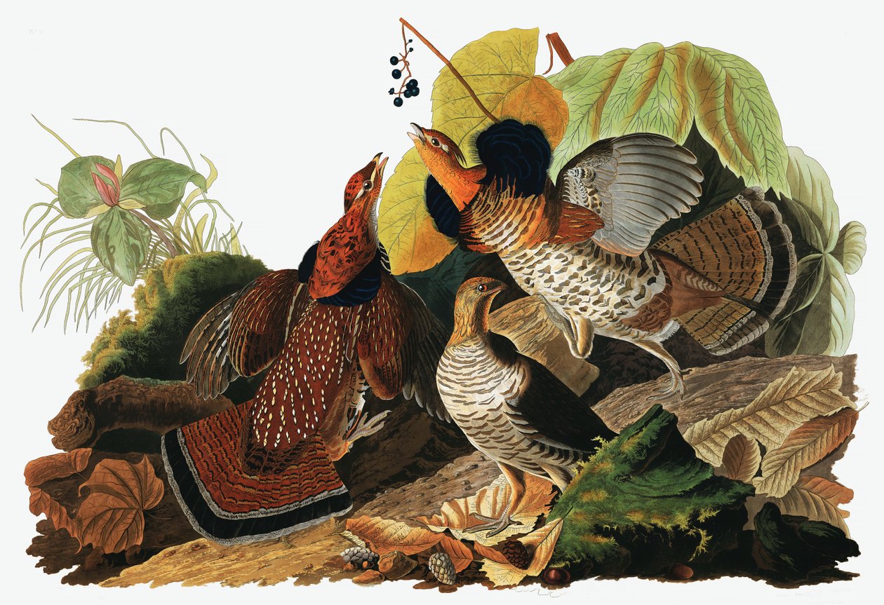 ジョンJ.オーデュボンのパブ、The Birds of Americaのラッフルライチョウ、Tetrao Umbellus。 1827-38（手描きの彫刻） 作： ジョン・ジェームス・オーデュボン
