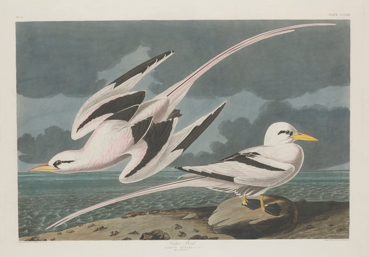 Tropic Bird、1835 作： ジョン・ジェームス・オーデュボン