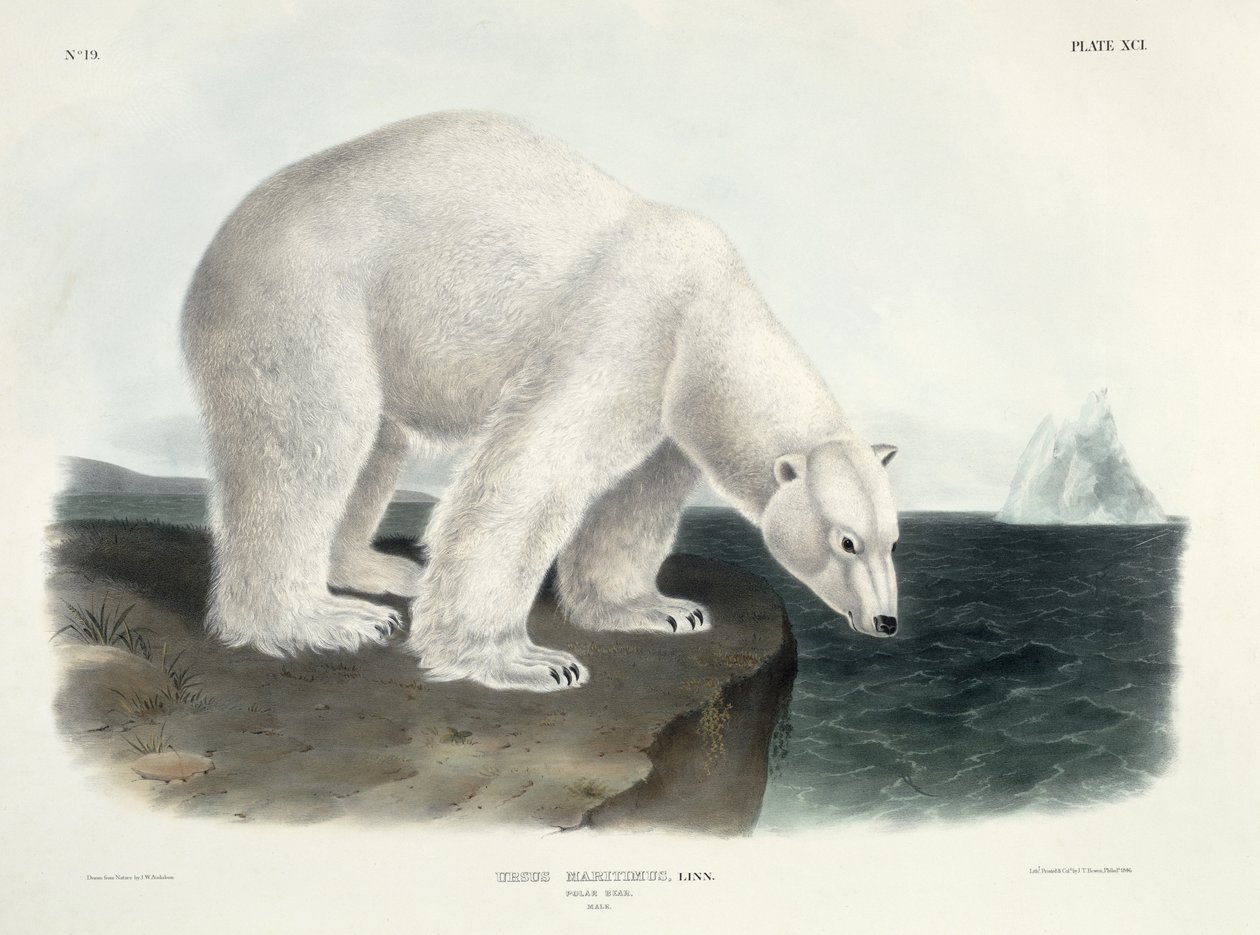 ウルサスマリティマス（シロクマ）、「北米の四足動物」のプレート91、ジョンT.ボーエン（1801-c.1856）、1846年 作： ジョン・ジェームス・オーデュボン