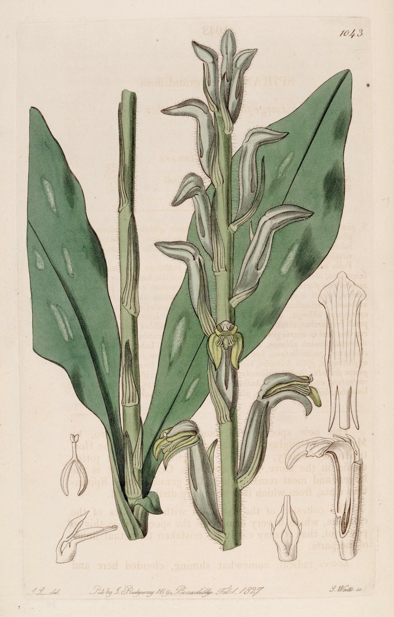 Sarcoglottis grandiflora（syn。Spiranthes grandifloraとして）のイラスト 作： ジョン・リンドリー