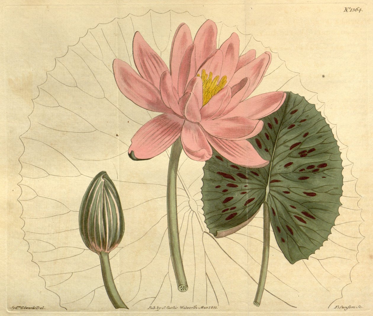 Nymphaea pubescens 作： ジョン・シムズ