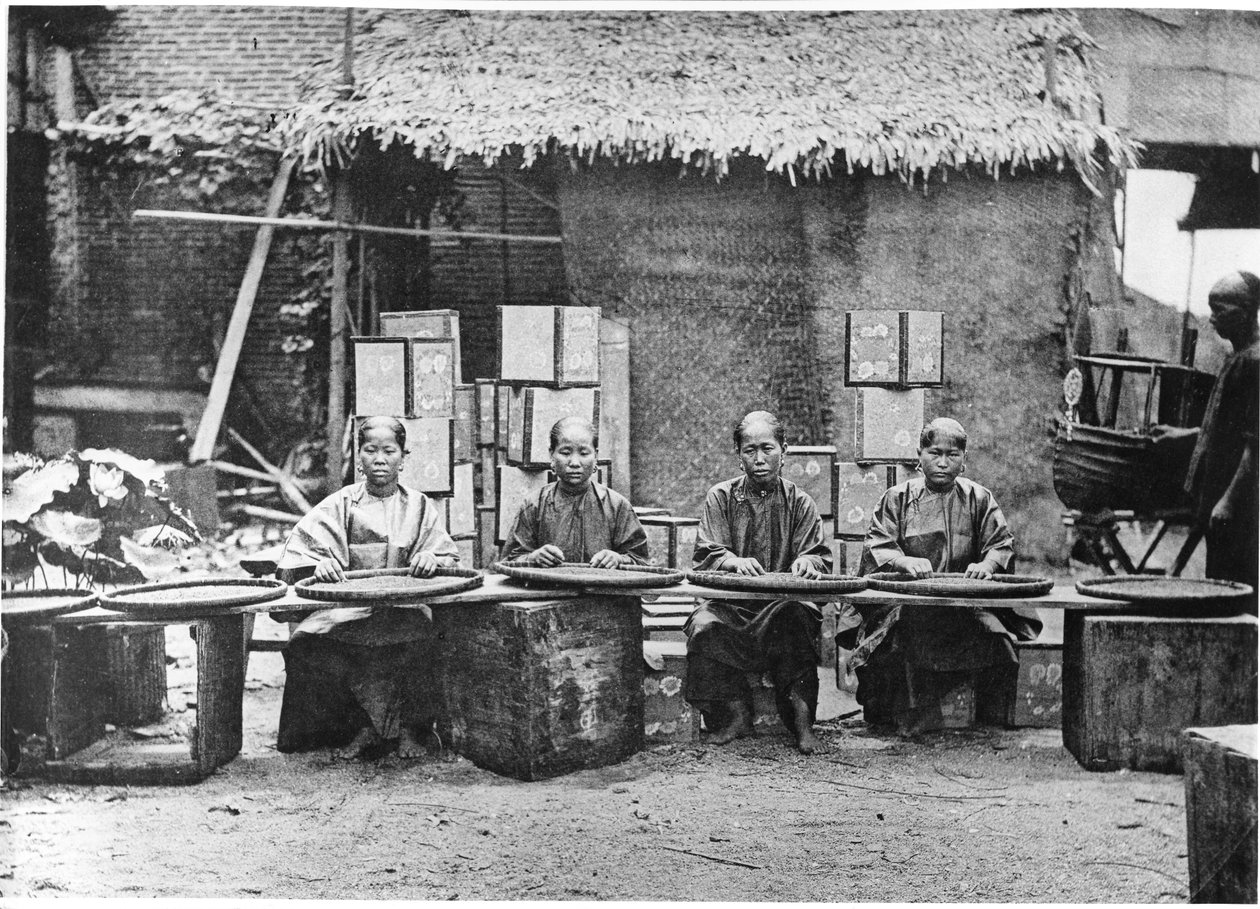 カントンでの茶摘み、1872年頃 作： ジョン・トムソン