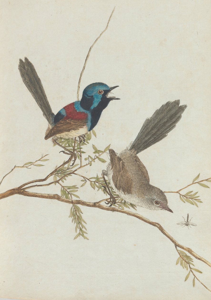 自然の歴史を持つニューサウスウェールズ州の鳥。ルーイン、ジョン。彼らと一緒にニューサウスウェールズの鳥... 作： ジョン・ウィリアム・ルーウィン