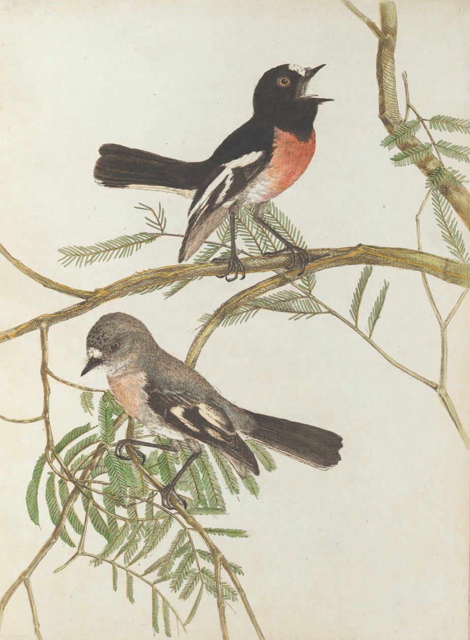 赤い胸のウグイス。ルーイン、ジョン。自然史を持つニューサウスウェールズ州の鳥。シドニーGハウ... 作： ジョン・ウィリアム・ルーウィン