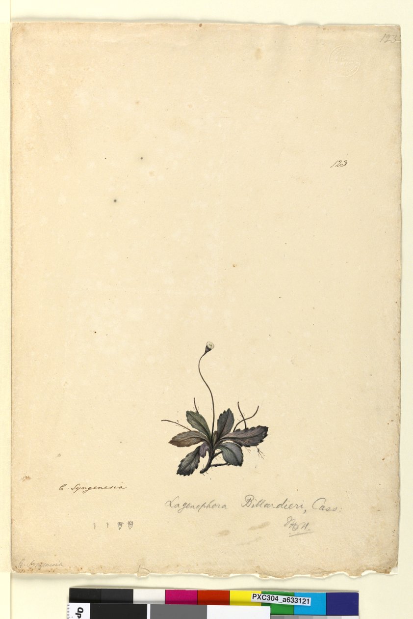 123. Lagenophora billardieriLagenophora gracilis、c.1803-06（WC、ペン、インク、鉛筆） 作： ジョン・ウィリアム・ルーウィン