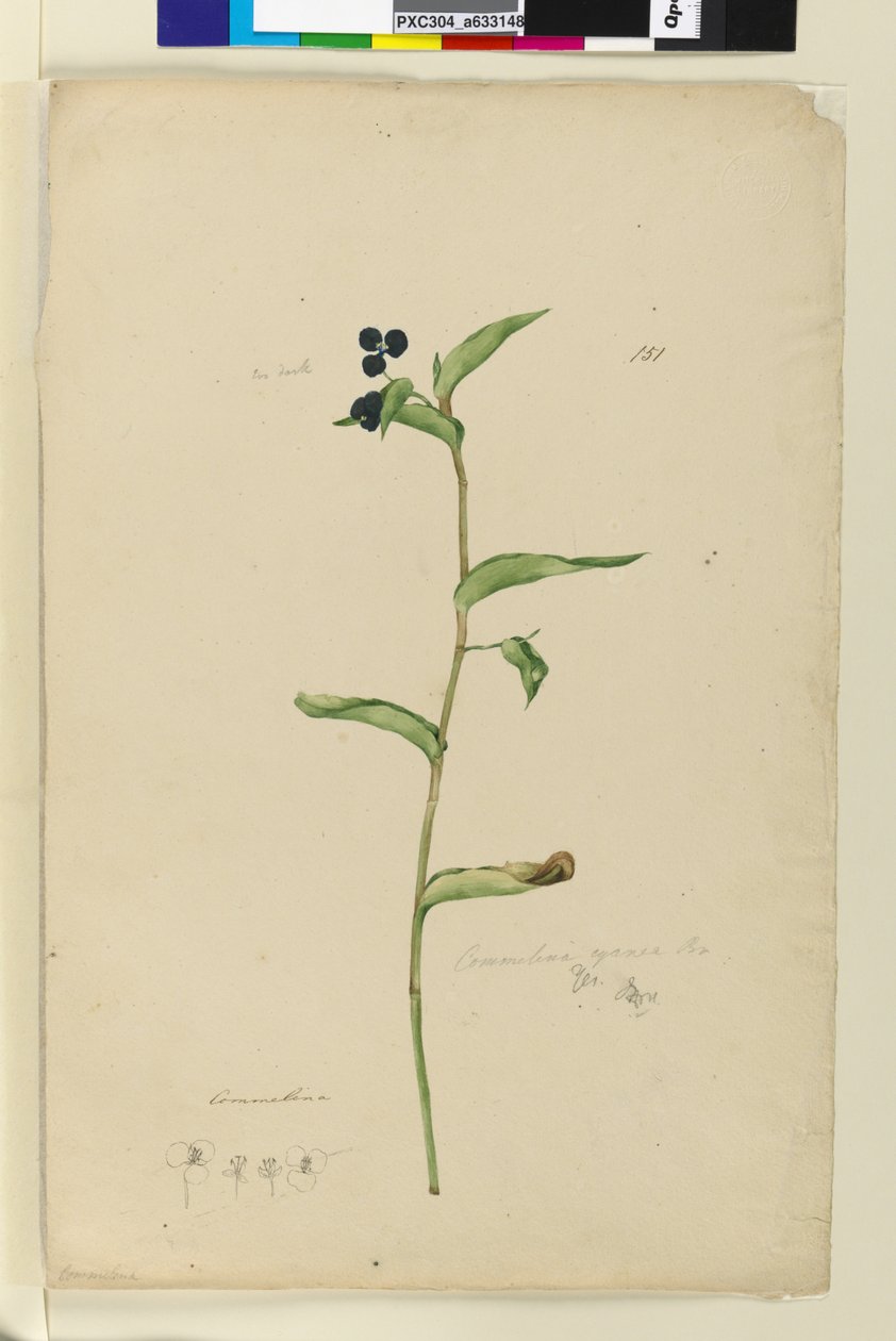 ページ151. Commelina cyanae、c.1803-06（トイレ、ペン、インク、鉛筆） 作： ジョン・ウィリアム・ルーウィン